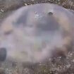 Spain tourists warned after monster jellyfish with '10ft arms' found on Costa del Sol