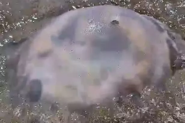 Spain tourists warned after monster jellyfish with '10ft arms' found on Costa del Sol