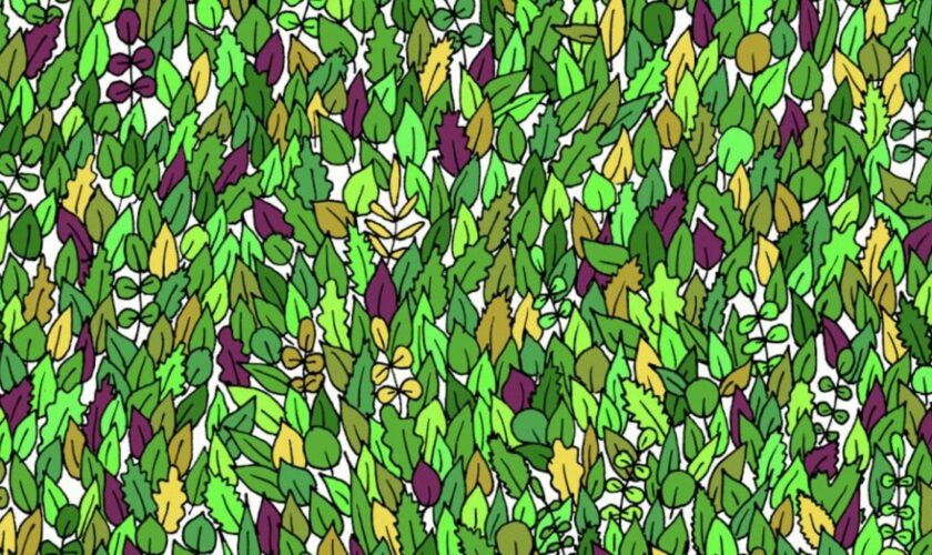 Suchbild: Augentest: Finden Sie den kleinen Frosch in 15 Sekunden?