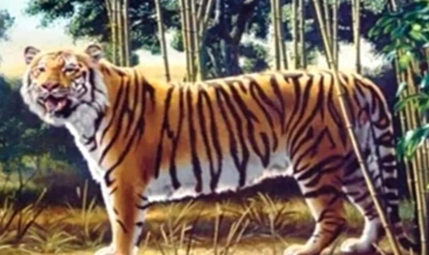 Suchbild: Augentest: Finden sie den zweiten "versteckten Tiger" im Bild?