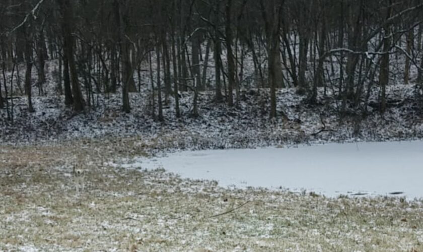 Suchbild: Augentest: Schaffen Sie es den perfekt getarnten Husky zu finden?