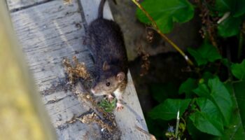 Sur l'île de Saint-Paul en Alaska, les rats sèment la panique auprès des autorités locales