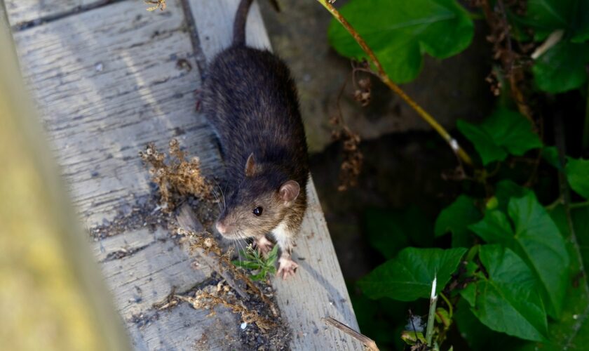 Sur l'île de Saint-Paul en Alaska, les rats sèment la panique auprès des autorités locales