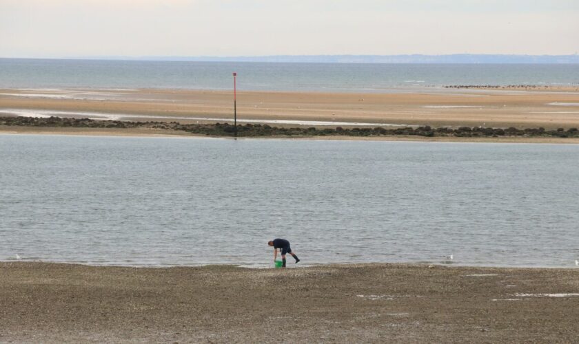 Surmortalité des coques dans le Calvados : les pêcheurs à pied professionnels s’inquiètent