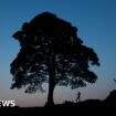 Sycamore Gap sapling gifted in memory of boy with cancer