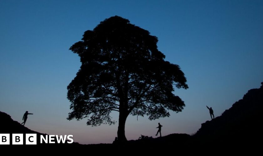 Sycamore Gap sapling gifted in memory of boy with cancer