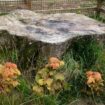 Sycamore Gap tree saplings are being planted in UK national parks - a year after vandals attack