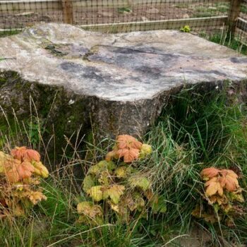 Sycamore Gap tree saplings are being planted in UK national parks - a year after vandals attack