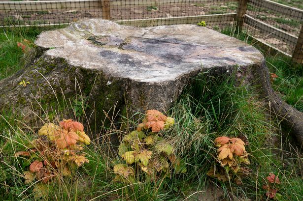 Sycamore Gap tree saplings are being planted in UK national parks - a year after vandals attack