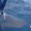 Terrifying moment kayaker desperately uses paddle to fend off a SHARK when hammerhead starts circling him off Spanish holiday island