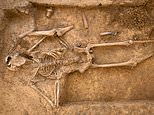 The soldiers and horses buried in Waterloo 'gore pit': Archaeologists find trench used to dispose of bodies and severed limbs at the site of former field hospital... and discover touching move taken to preserve dignity of the fallen