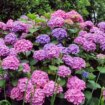 Three crucial tasks to perform now for stunning hydrangea display in spring