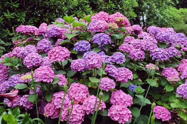 Three crucial tasks to perform now for stunning hydrangea display in spring