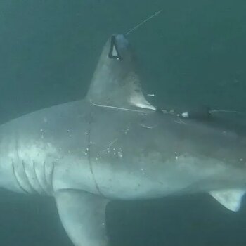 Tiburón devora a tiburón: un gran escualo mata a una hembra de marrajo preñada en Bermudas