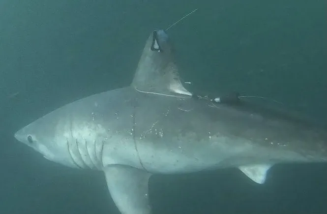 Tiburón devora a tiburón: un gran escualo mata a una hembra de marrajo preñada en Bermudas