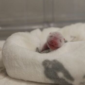 Die Berliner Panda-Zwillinge entwickeln sich gut. (Foto: Archiv) Foto: ---/Zoo Berlin/dpa