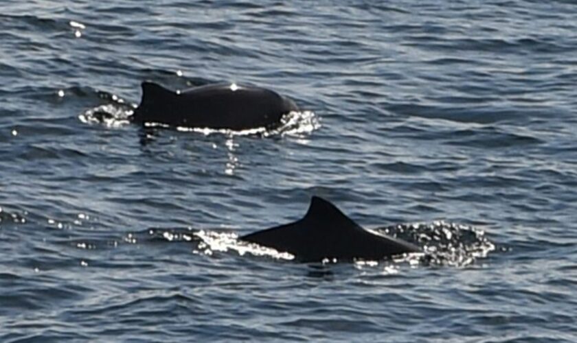 Eigentlich leben Schweinswale im Meer. (Symbolbild) Foto: Carsten Rehder/dpa