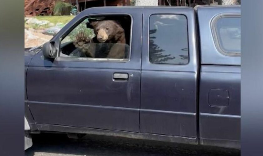 Tierischer Besuch: Schwarzbär am Steuer eines Auto – "Kumpel, du darfst hier nicht parken!"