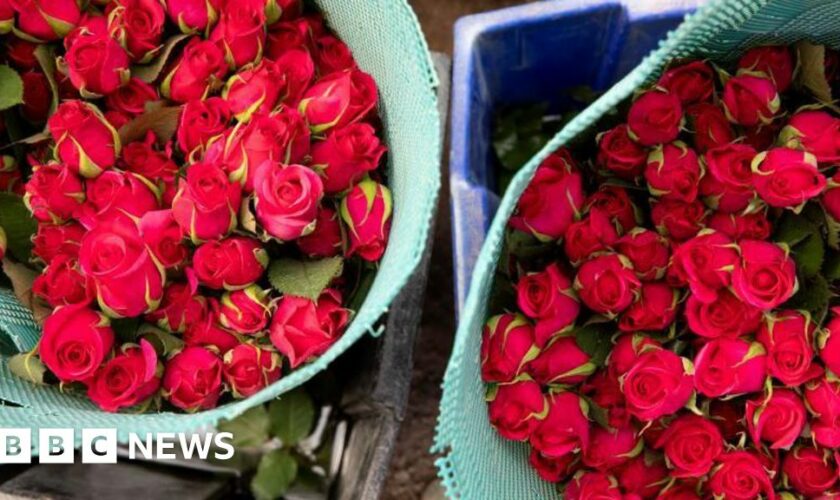 Toiling on a Kenyan flower farm to send fresh roses to Europe