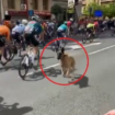 Tour d’Espagne : en vidéo, un chien s’invite dans le peloton, les coureurs évitent le pire