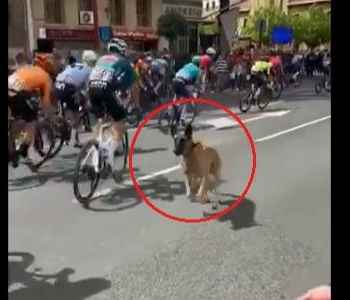 Tour d’Espagne : en vidéo, un chien s’invite dans le peloton, les coureurs évitent le pire