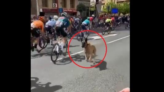 Tour d’Espagne : en vidéo, un chien s’invite dans le peloton, les coureurs évitent le pire