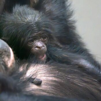 Das Bonobo-Baby Kasita wurde nach Angaben des Zoos nur sechs Monate alt. Nun gibt es nach einer Milchprobe Hinweise auf die Tode