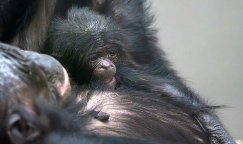 Das Bonobo-Baby Kasita wurde nach Angaben des Zoos nur sechs Monate alt. Nun gibt es nach einer Milchprobe Hinweise auf die Tode