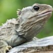 Tuatara: Neuseelands ältester Ureinwohner hat drei Augen und zwei Freundinnen