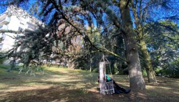 « Un bloc de béton à la place des arbres » : à Saint-Cloud, les cèdres et la faune menacés par la future ligne 15