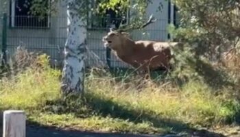 Un cerf traqué par un équipage de chasse à courre trouve refuge devant la gendarmerie de Senlis