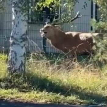 Un cerf traqué par un équipage de chasse à courre trouve refuge devant la gendarmerie de Senlis