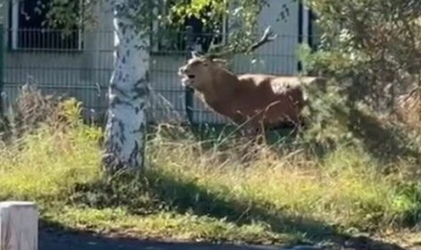 Un cerf traqué par un équipage de chasse à courre trouve refuge devant la gendarmerie de Senlis