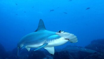 Un tiburón martillo ataca a un piragüista en la costa de La Palma: "Una de las veces me venía a morder a la mitad del kayak, donde yo estaba"