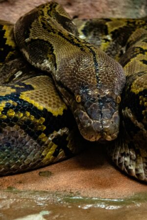 Une Thaïlandaise étranglée deux heures par un gigantesque python survit miraculeusement