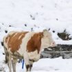 Niederschlag als Schnee heißt auch vorübergehend weniger Abflusswasser in den Flüssen". Foto: Expa/Johann Groder/APA/dpa