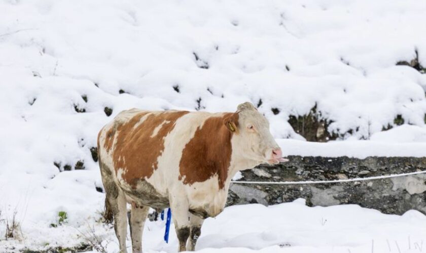 Niederschlag als Schnee heißt auch vorübergehend weniger Abflusswasser in den Flüssen". Foto: Expa/Johann Groder/APA/dpa