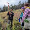 Volunteers help seedlings take root as New Mexico attempts to recover from historic wildfire