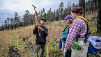 Volunteers help seedlings take root as New Mexico attempts to recover from historic wildfire