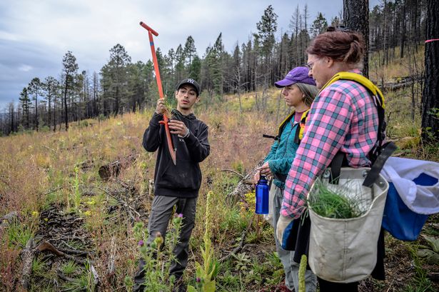 Volunteers help seedlings take root as New Mexico attempts to recover from historic wildfire