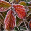 In Baden-Württemberg werden die ersten Frostnächte erwartet. (Symbolbild) Foto: Patrick Pleul/dpa