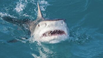 Wilde Jagd: Spektakuläre Drohnenaufnahmen im Video: Hai legt sich mit einem Schwarm Stachelrochen an