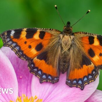 Wildlife charity declares 'butterfly emergency'