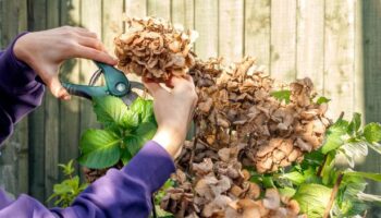 Woman's 'lovely' hydrangea flowers turn brown after not following expert's advice