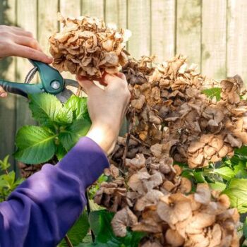 Woman's 'lovely' hydrangea flowers turn brown after not following expert's advice