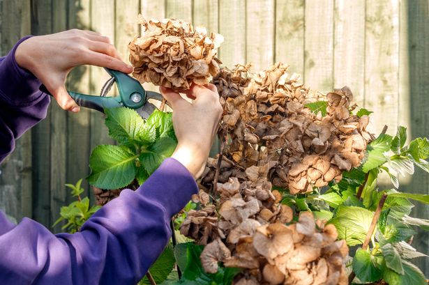 Woman's 'lovely' hydrangea flowers turn brown after not following expert's advice