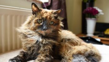 'World's oldest cat' dies in UK city at the ripe old age of 152 as heartbroken owner pays tribute