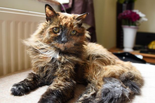 'World's oldest cat' dies in UK city at the ripe old age of 152 as heartbroken owner pays tribute