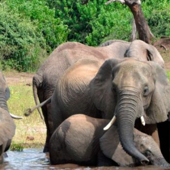 Eine Elefantenherde im Chobe-Nationalpark im Norden Botsuanas (Archivbild). Foto: Charmaine Noronha/AP/dpa