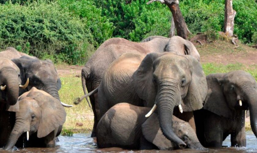 Eine Elefantenherde im Chobe-Nationalpark im Norden Botsuanas (Archivbild). Foto: Charmaine Noronha/AP/dpa